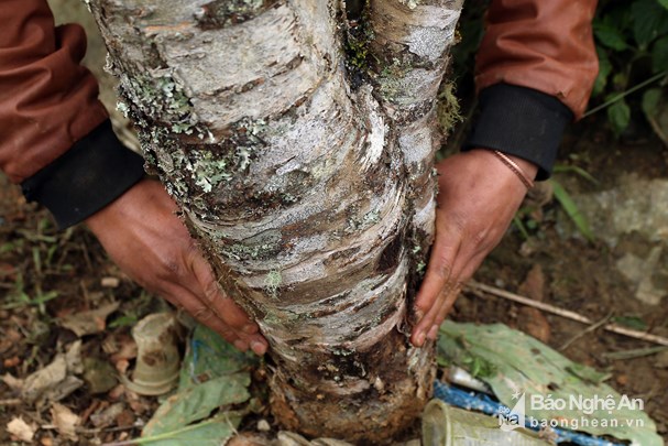 Đốn hạ đào đá khủng để bán Tết ở Nghệ An